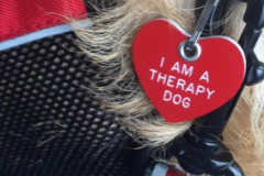 MEET THE LEHIGH VALLEY THERAPY DOGS