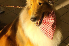 2023.Paws-taDinner.BREEZE