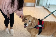 Therapy Dogs on Campus